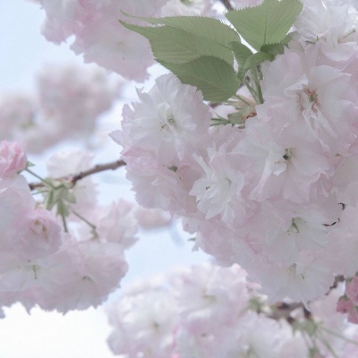 兽设幻想物种设计FurryQQ群